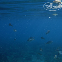 фото из отзыва ID 597936