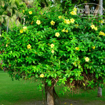 фото из отзыва ID 610059