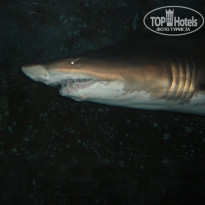 фото из отзыва ID 680650