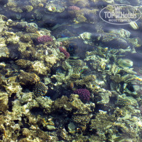 фото из отзыва ID 734147