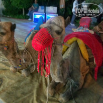 фото из отзыва ID 771404