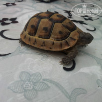 фото из отзыва ID 777769