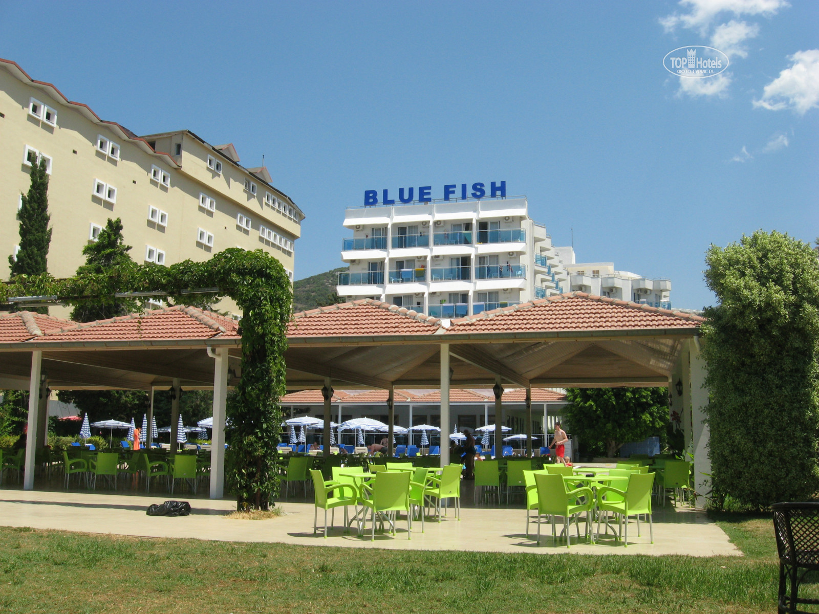 Blue fish 4. Blue Fish Hotel 4. Blue Fish отель пляж. Blue Fish Hotel, 4 звезды. Батуми Blue Fish.