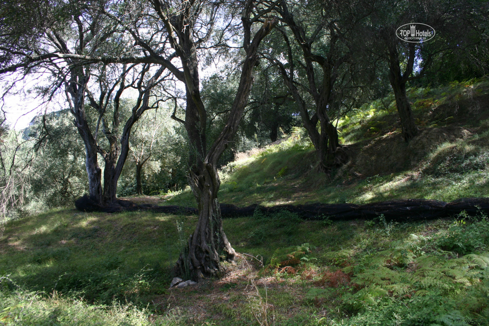 Оливковая роща Аликанте