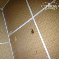 фото из отзыва ID 853718