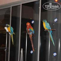 Nissiana Hotel & Bungalows 3* Шоу попугаев - Фото отеля