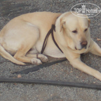 фото из отзыва ID 956771