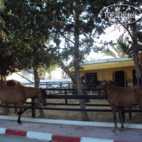 фото из отзыва ID 976295