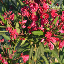 фото из отзыва ID 984011